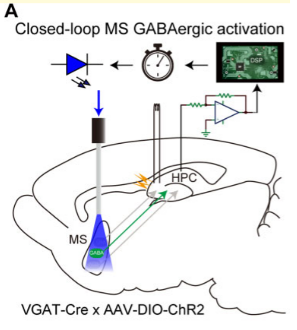 Published schematic of closed-loop optogenetic stimulation of septal GABAergic neurons